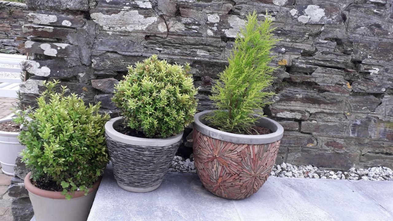 Melorne Farm Bed & Breakfast Camelford Dış mekan fotoğraf